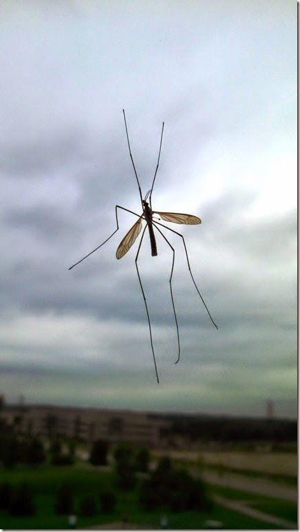 2014Sep09_Big_mosquito