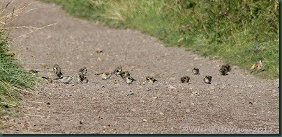 5-goldfinches
