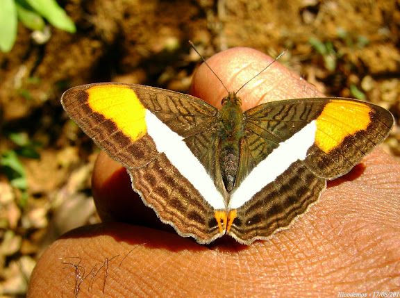 Adelpha cytherea aea (FELDER & FELDER, 1867). Pitangui (MG, Brésil), 17 août 2010. Photo : Nicodemos Rosa
