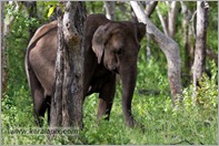 _P6A1683_wild_elephants_mudumalai_bandipur_sanctuary 