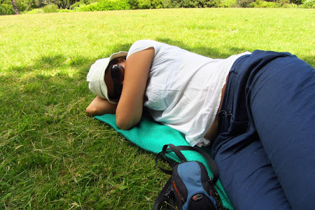 Obiective turistice Wellington: un loc minunat pentru un pui de somn pe iarba