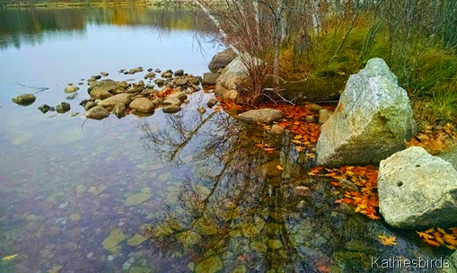14. autumn leaves at lake auburn 11-6-14