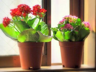 いろいろ 部屋 で 育て ら��る 花 243678-部屋で育てら��る花