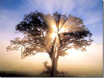 america_csg092_oak_tree_in_new_england_sunrise