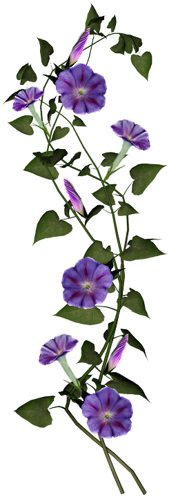 carlaperlin-MorningGloryFlowerToSa.png