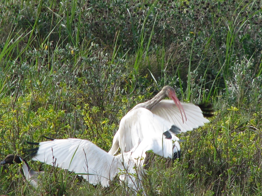 [6454%2520Texas%252C%2520South%2520Padre%2520Island%2520-%2520Birding%2520and%2520Nature%2520Center%2520-White%2520Ibises%2520%2526%2520Northernern%2520Pintail%2520duck%255B2%255D.jpg]