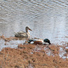 Northern Shoveler