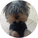 Image Google de Armelle Kennel