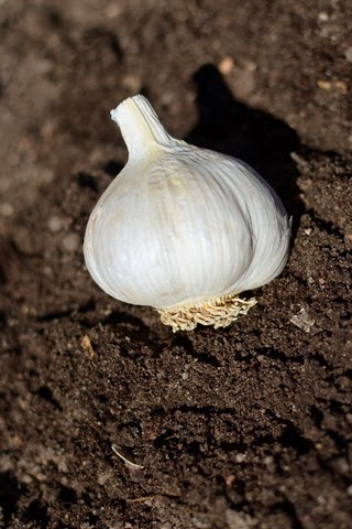 [Garlic4.jpg]