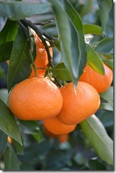 Mandarins