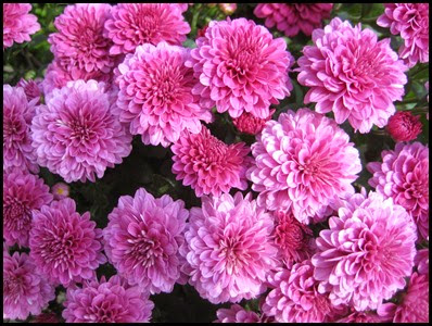 Chrysanthemums