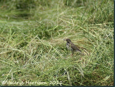 17-meadow-pipit