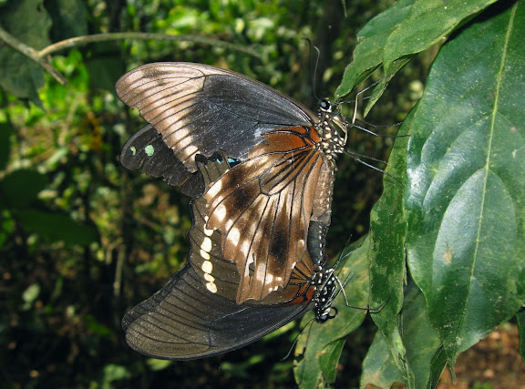 Accouplement de Papilio nireus LINNAEUS, 1758 (femelle au-dessus du mâle). Bobiri Forest (Ghana), 20 janvier 2006. Photo : J. F. Christensen