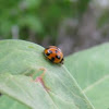Australian lady beetle