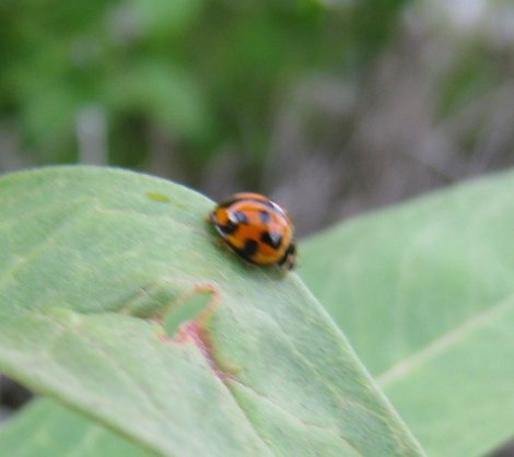 Australian lady beetle