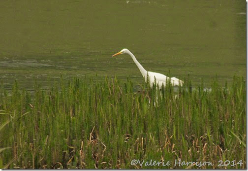 55-great-white-egret