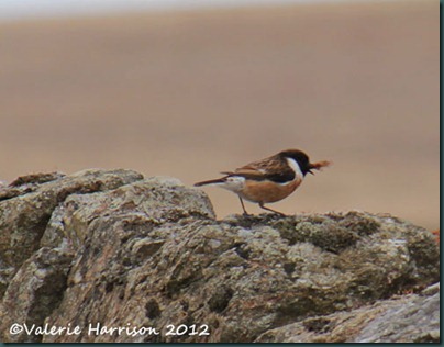 47-stonechat-and-emperor