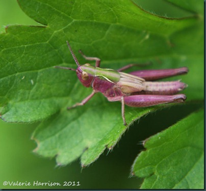 meadow-grasshopper