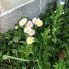 Fleabane