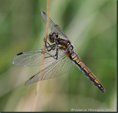 9-black-darter