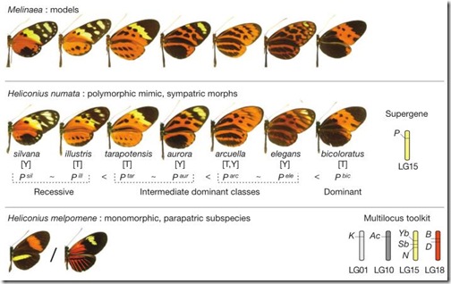 mariposa-alas