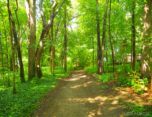 8. woodland path-kab