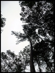 12 - Tall Pines