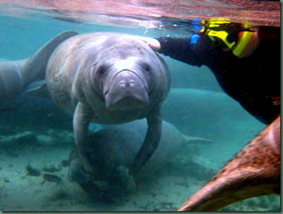 River Ventures Manatee Tours Photo Gallery