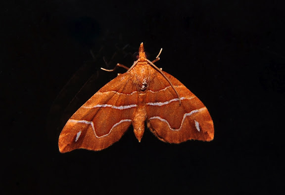 Geometridae d'Australie orientale (N.S.W.) - Geometridae : Larentiinae : Asthenini : Chaetolopha leucophragma MEYRICK, 1891. Umina Beach (NSW, Australie), 24 septembre 2011. Photo : Barbara Kedzierski