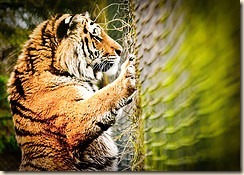 Siberian/Amur Tiger - Panthera tigris altaica