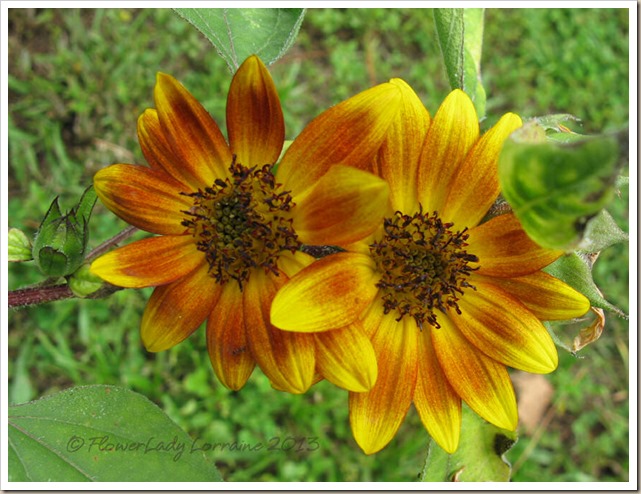 06-27-sunflowers