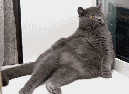 gato gordo gato gordo