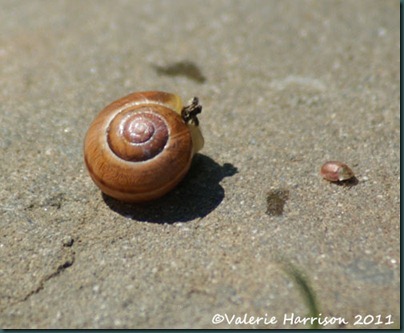 21-snail-shell