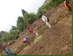 pasture cultivation