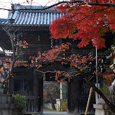 朝護孫子寺,紅葉(PK3_0069,F7.1,28mm,K3)2014yaotomi_.jpg