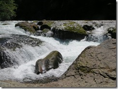 lewis river falls 37
