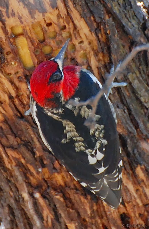 [1.%2520Red-breasted%2520Sapsucker-kab%255B8%255D.jpg]
