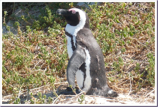 Cape-Town-África-do-Sul-Pinguin