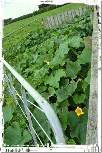 Pumpkin Patch