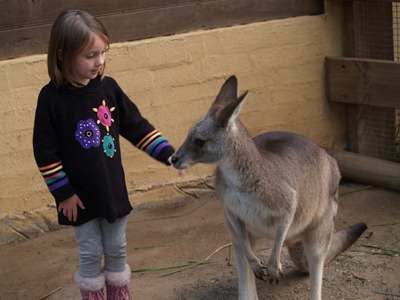 Anna petting wallaby