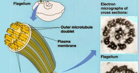 Difference between Prokaryotic and Eukaryotic Flagella | Major Differences