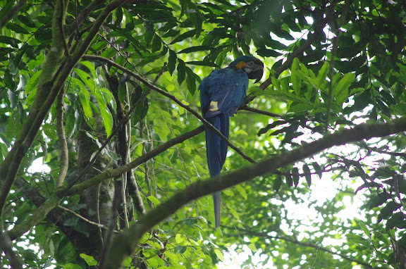 Ara bleu ou Arara canindé (portugais) : Ara ararauna(LINNAEUS, 1758 (Psittacidae). Sertao de Barra do Una (Sao Sebastiao, SP). 22 février 2012. Photo : J.-M. Gayman