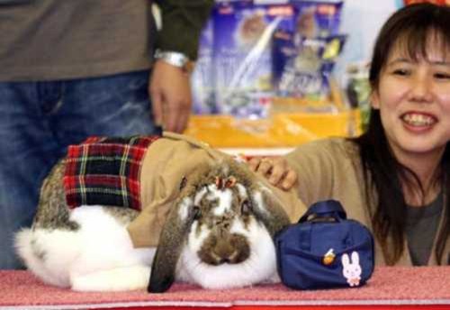 latest-rabbit-fashion-show-in-Seoul