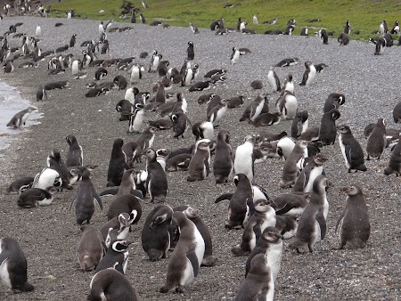 Tara de Foc: Pinguini