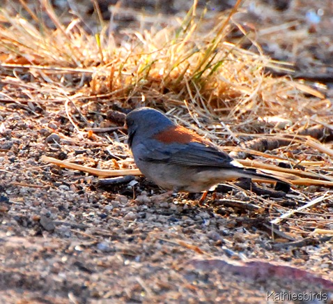 7. gray-headed junco-kab