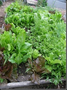 salad hijau