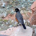 American Robin