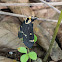 Tussock Moth