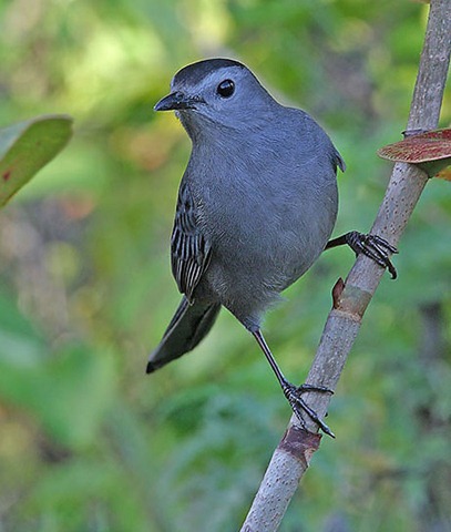 gray-catbird--tom-munson