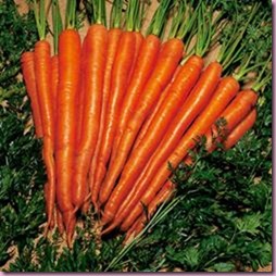 Carrot Sugarsnax 54 F1 Hybrid